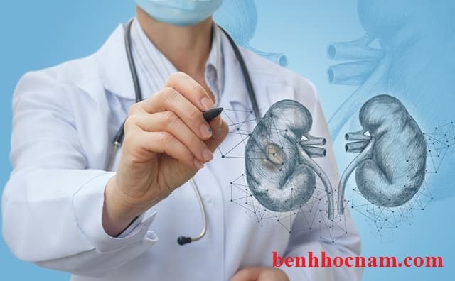 Chia sẻ kiến thức về bệnh lý chức năng thận, sinh lý nam và nữ
