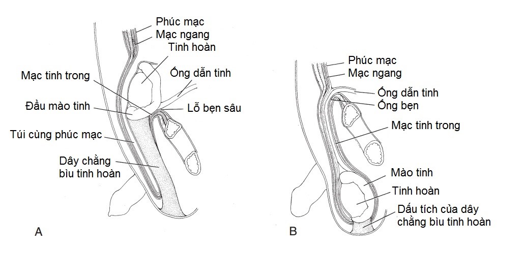 Quá trinh di chuyển của tinh hoàn/benhhocnam.com